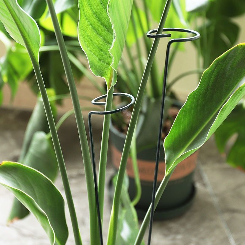 1/10pcs Garden สนับสนุน Stake  - Florist Supply Bulk บทวิจารณ์และราคา