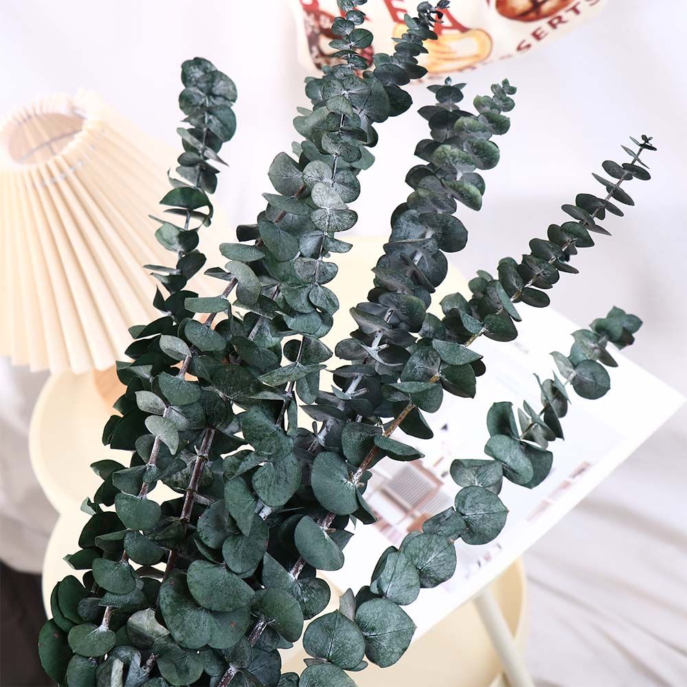 ใบยูคาลิปตัสแห้งแขวนตกแต่ง 10  - Eucalyptus Preserved บทวิจารณ์และราคา